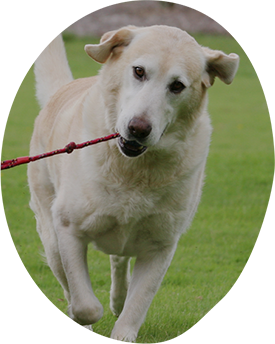 Borsa per rifiuti di animali domestici biodegradabile completa